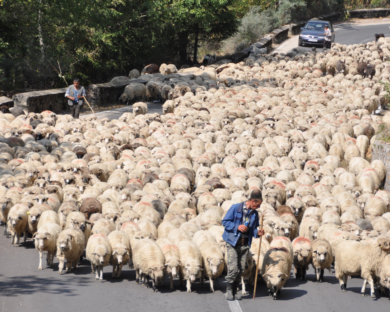 Портит стадо. Пастух овечьего стада Ставропольский край. Бараны стадо. Стадо овец. Отара овец.